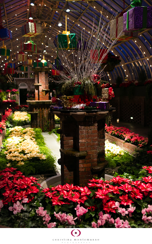 Phipps Winter Flower Show 2013 -1