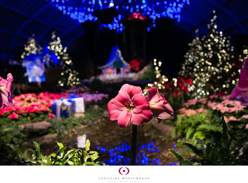 Phipps Winter Flower Show 2013 -2