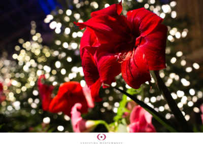 Phipps Winter Flower Show 2013 + quick off camera light