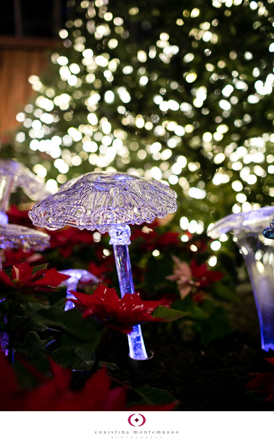 Phipps Winter Flower Show 2013 -4